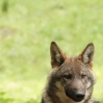 Математическое моделирование алгоритмов Wolf Gold