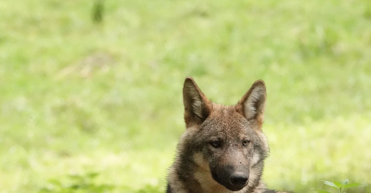 Математическое моделирование алгоритмов Wolf Gold